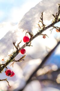 Beeren im Gegenlicht