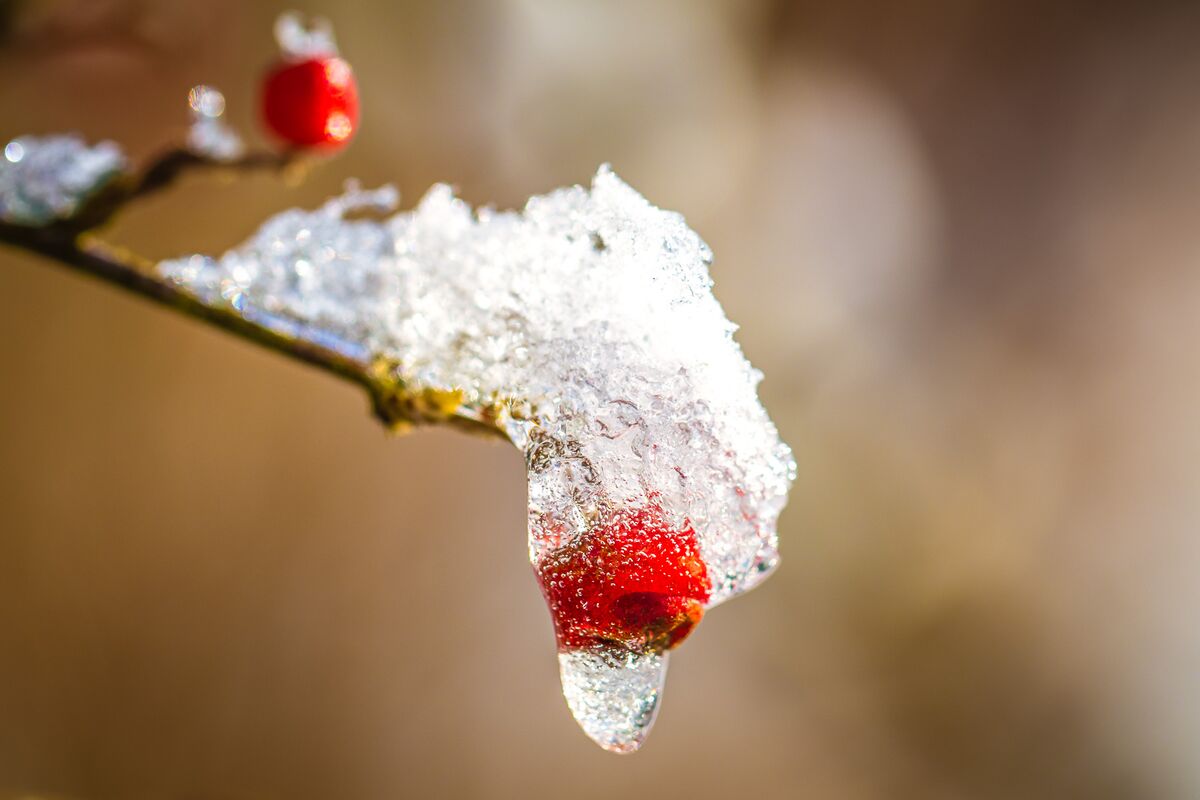 Eisbeere
