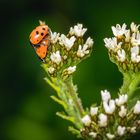 Marienkäfer bei der Paarung
