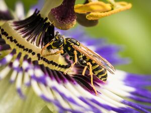 Wespe auf Passionsblume