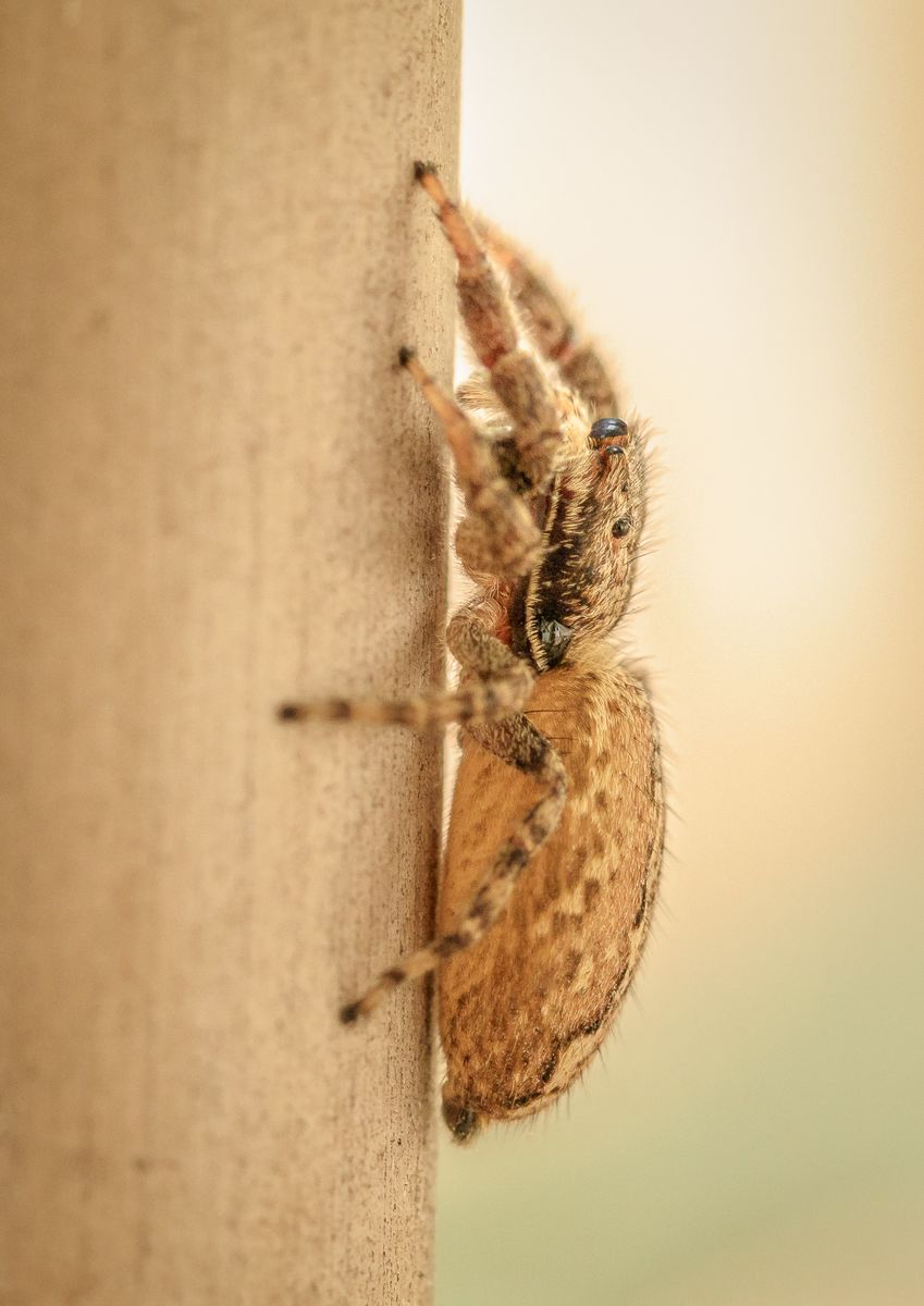 Rindenspringspinne