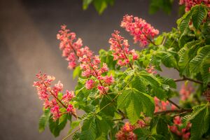 Kastenienblüte bei Nieselregen